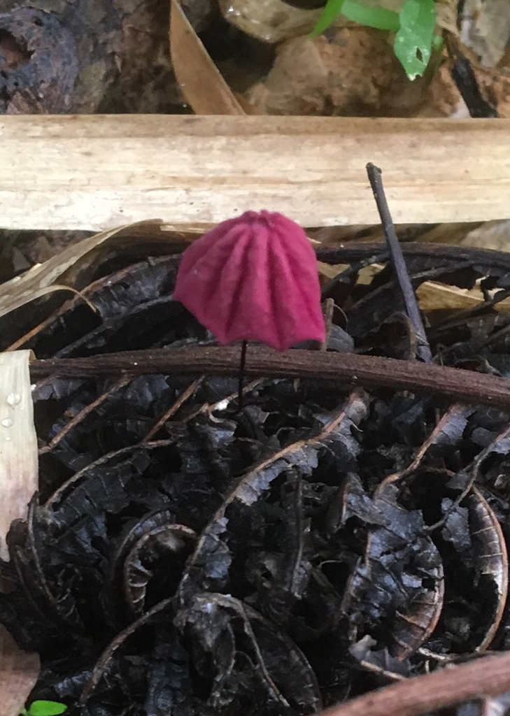 Marasmius haematocephalus · November 2016 · photo: © jmcalpin (iNaturalist, cc-by)