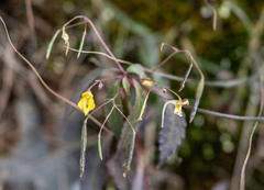 Impatiens racemosa