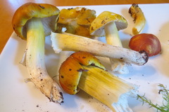 Tricholoma subluteum