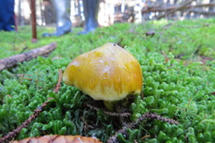 Tricholoma subluteum