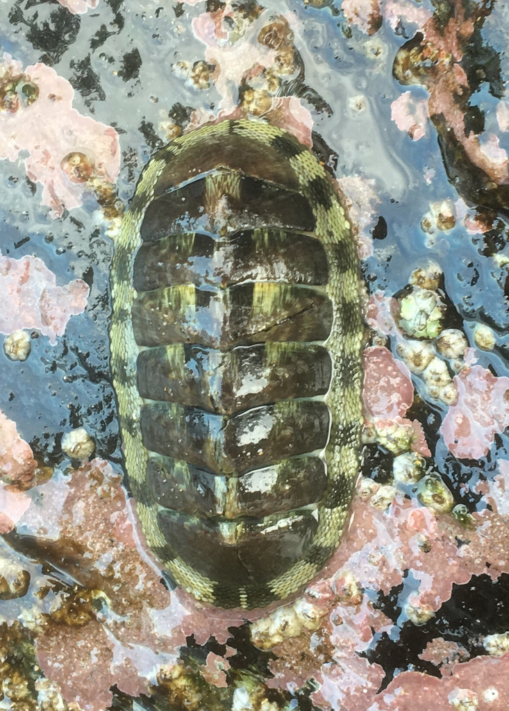 Marbled Chiton