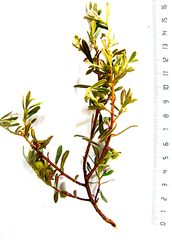 Diospyros austro-africana