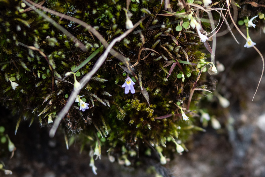 Utricularia furcellata Oliv. 3
