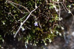 Utricularia furcellata