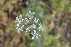 Selinum