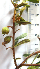 Diospyros austro-africana