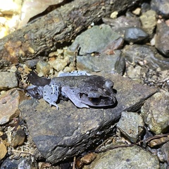 Leptobrachium hendricksoni