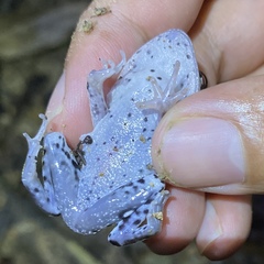 Leptobrachium hendricksoni