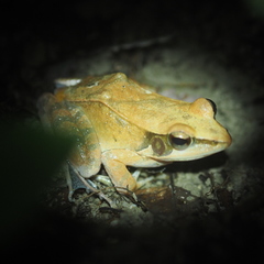 Humerana miopus