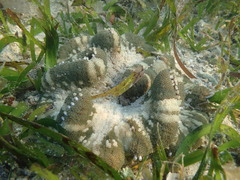 Stichodactyla