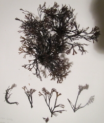 Melanthalia abscissa