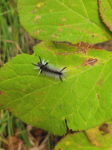 Banded Tussock Moth