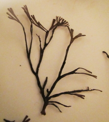 Melanthalia abscissa