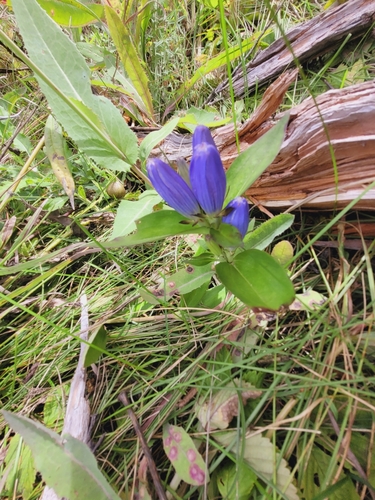 closed bottle gentian