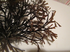 Melanthalia abscissa
