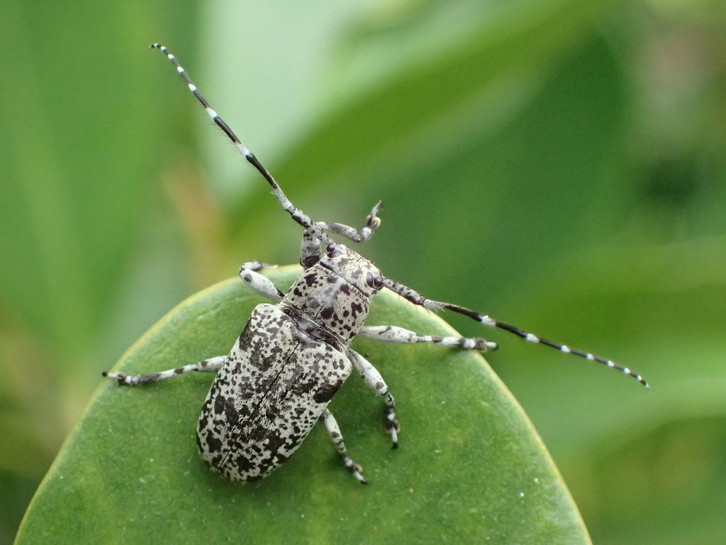 Agelasta tonkinea