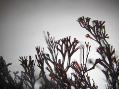 Melanthalia abscissa