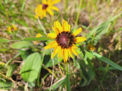 black-eyed Susan