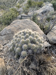 Echinocereus