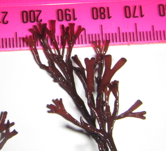 Melanthalia abscissa