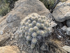 Echinocereus