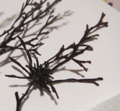 Melanthalia abscissa