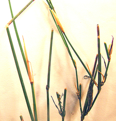 Ehrharta ramosa aphylla