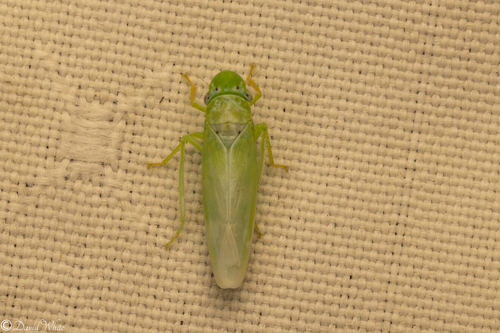 Conoguinula coeruleopennis observed 2025-08-22