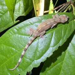 Cyrtodactylus brevipalmatus