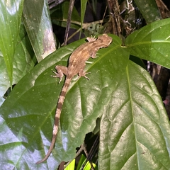 Cyrtodactylus brevipalmatus