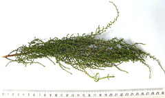 Dicerothamnus adpressus