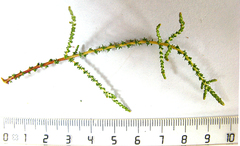 Dicerothamnus adpressus