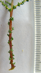 Dicerothamnus adpressus