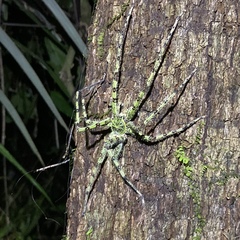 Heteropoda boiei