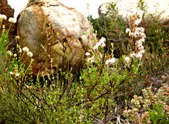 Eriocephalus capitellatus