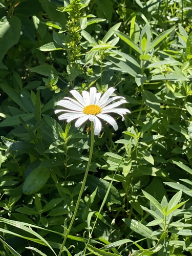 Leucanthemum maximum