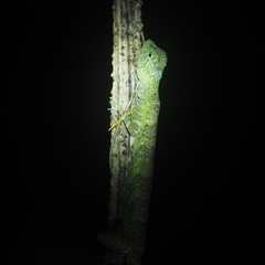 Draco quinquefasciatus