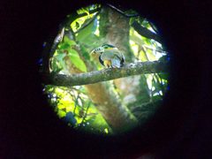 Selenidera maculirostris