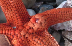 アカヒトデヤドリニナ