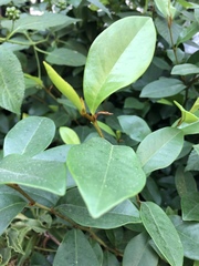 Magnolia figo