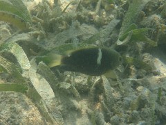 Chrysiptera biocellata