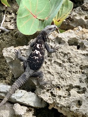Ctenosaura oedirhina