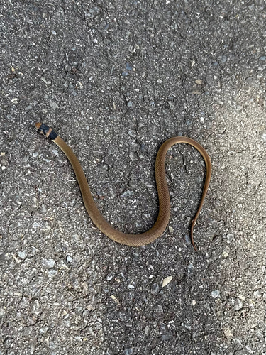 Eastern Brown Snake sighting