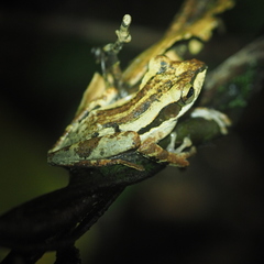 Polypedates macrotis