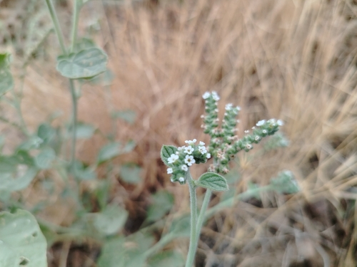 Heliotropium ellipticum, photograph 3