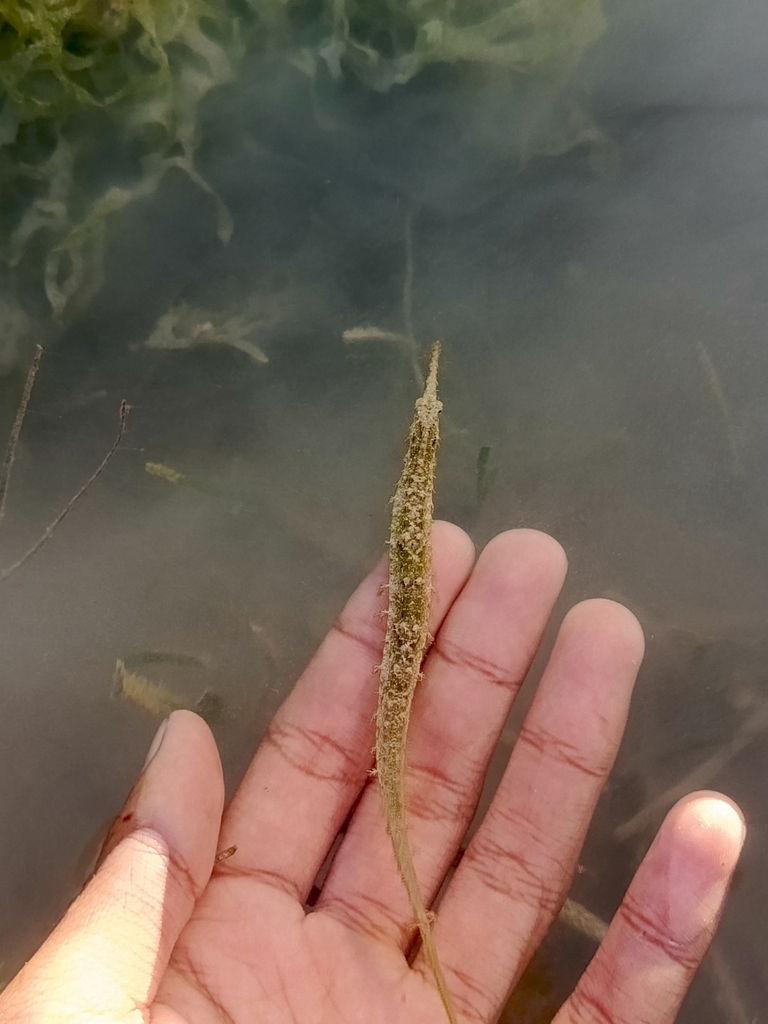 Alligator pipefish