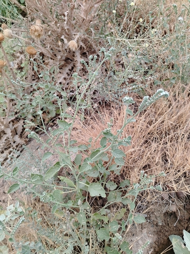 Heliotropium ellipticum, photograph 4