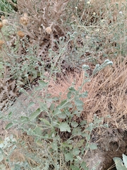 Heliotropium ellipticum, photograph Orzigul Anvarova, CC BY, iNaturalist via GBIF