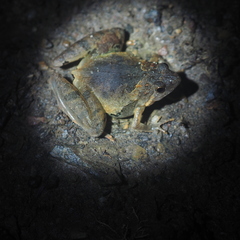Microhyla berdmorei