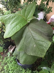 Coccoloba pubescens